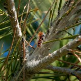 chenilles processionnaires