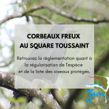 corbeaux freux