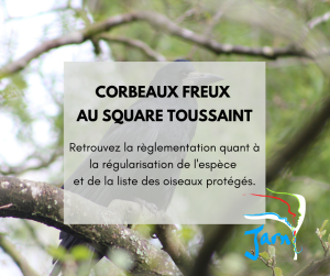 corbeaux freux