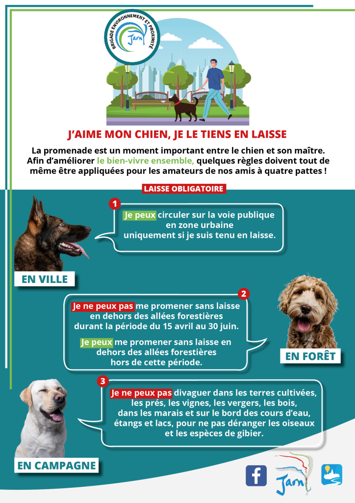 Chien en laisse